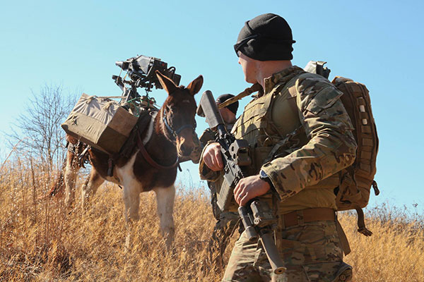 Special Forces Mule
